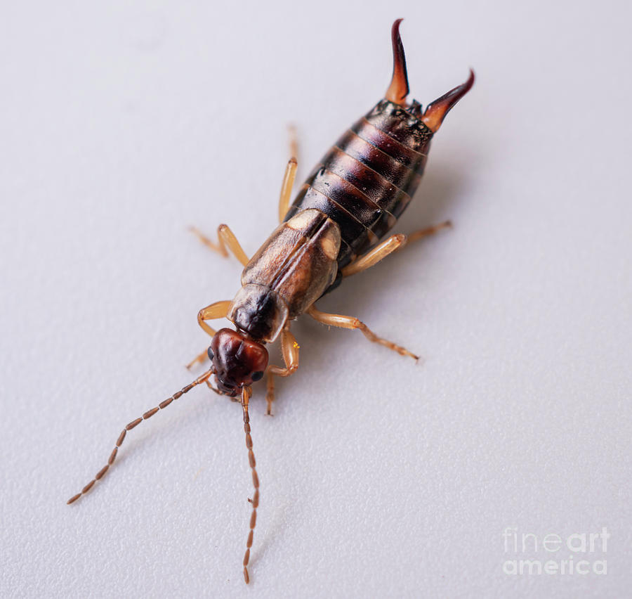 European Earwig Photograph by Ian Gowland/science Photo Library