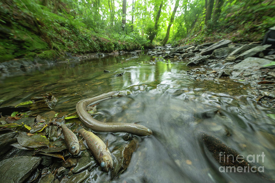 European Eel And Brown Trout Killed Due To Pollution Photograph by Science Photo Library European Eel And Brown Trout Killed Due To Pollution Photograph by Science Photo Library