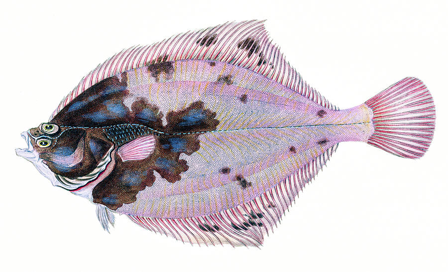 European Flounder  Drawing by David Letts