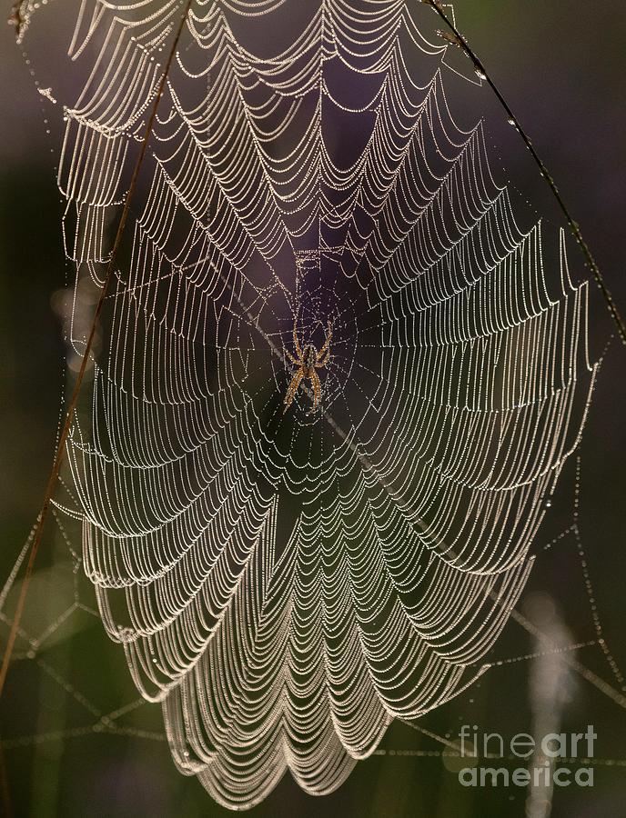 European Garden Spider Photograph by Bob Gibbons/science Photo Library ...