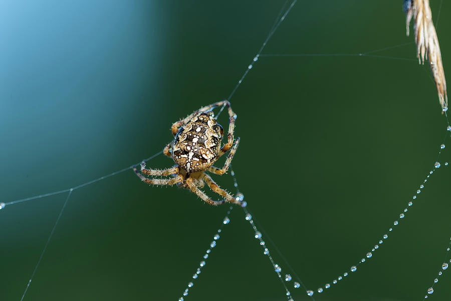 European Garden Spider on Web by Robert Potts European Garden Spider on Web by Robert Potts