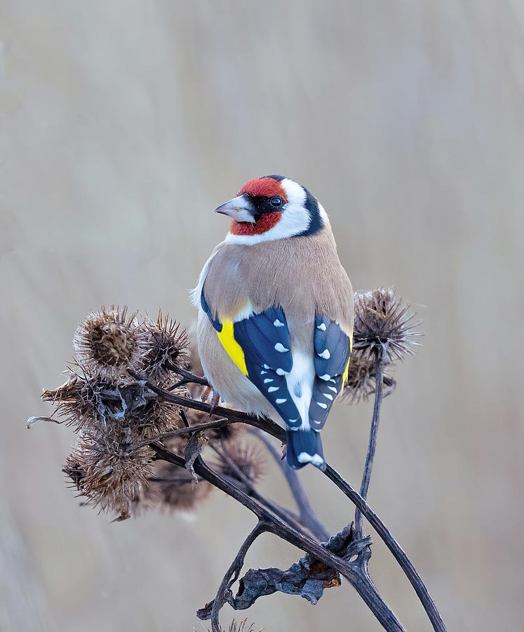 Animal Photograph - European Goldfinch by Allan Wallberg