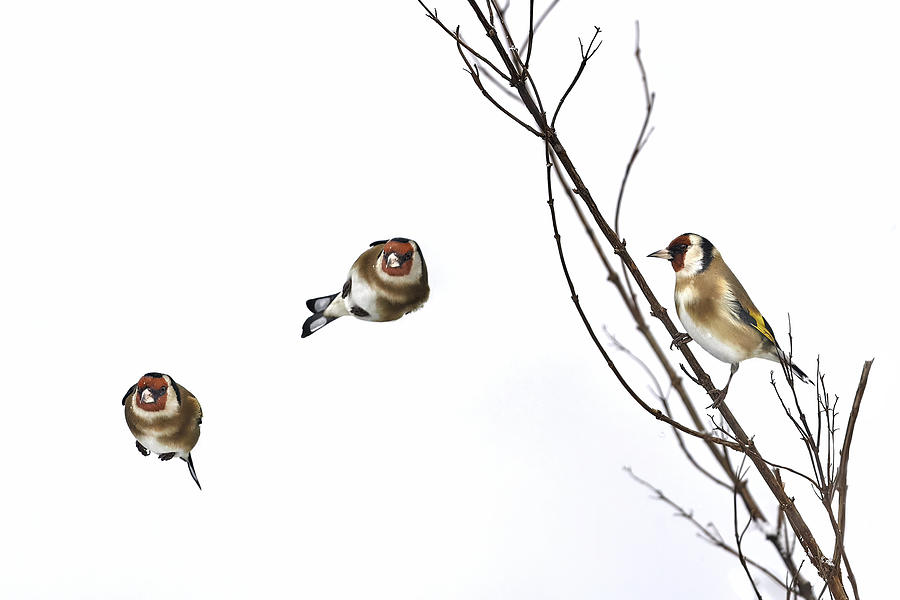 Winter Photograph - European Goldfinch Crazy Flights by Patrick Arrigo