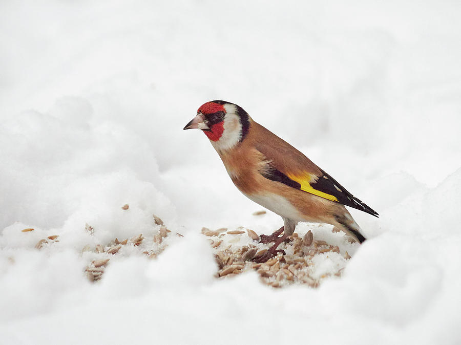European goldfinch on snow Photograph by Jouko Lehto