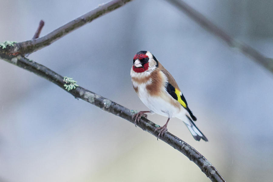 European Goldfinch with blue and yellow backgroud Photograph by Jouko Lehto