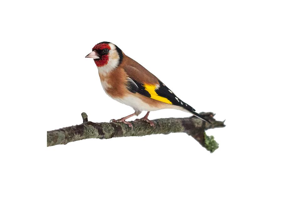 European Goldfinch with transparent background Photograph by Jouko Lehto