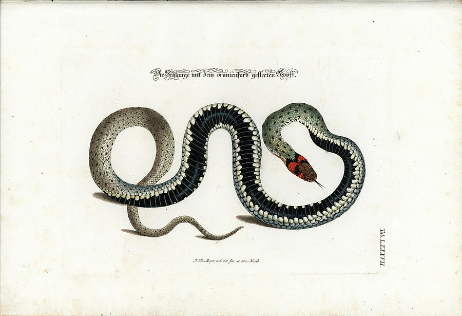 European Grass Snake Drawing by Johann Daniel Meyer