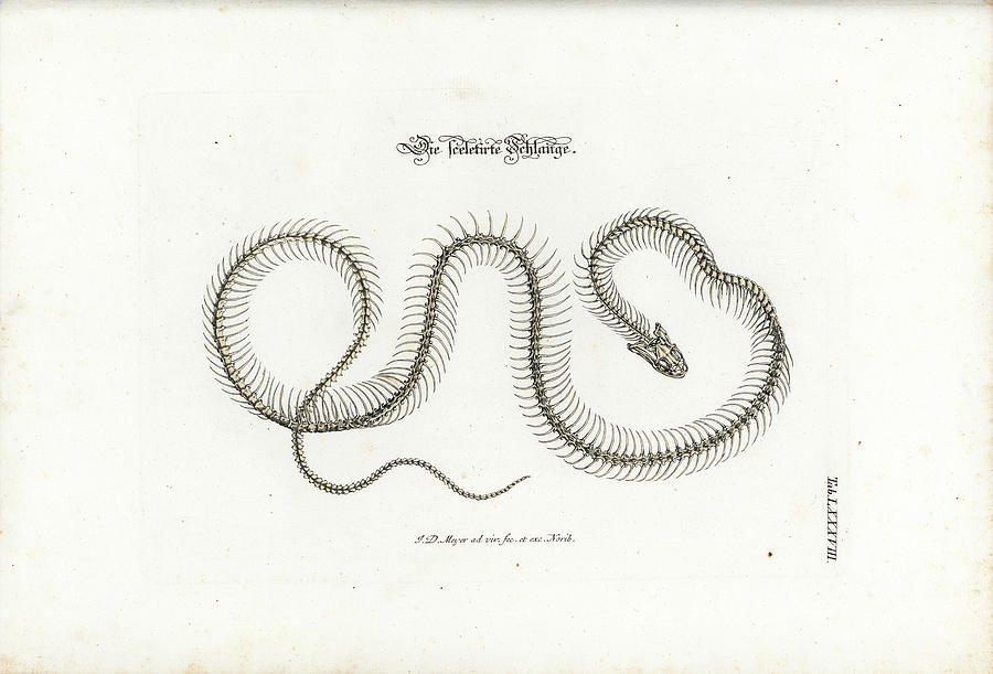 European Grass Snake Skeleton Drawing by Johann Daniel Meyer