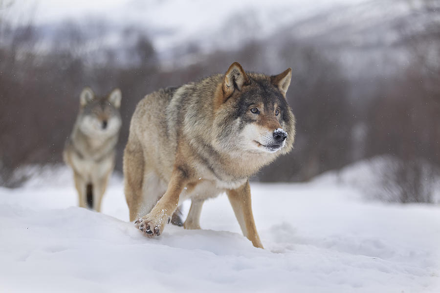 Wolves Photograph - European Gray Wolf by Joan Gil Raga