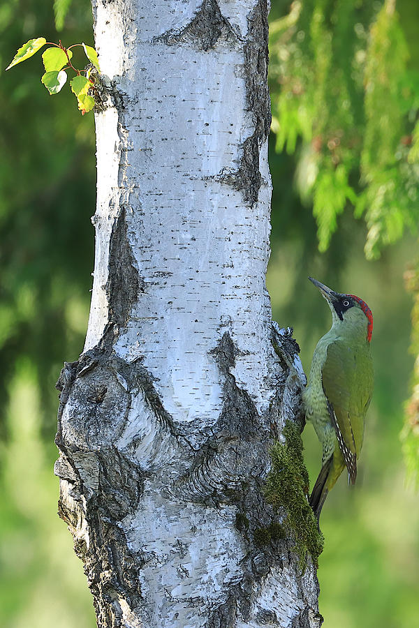 Woodpecker Photograph - European Green Woodpecker by Simun Ascic