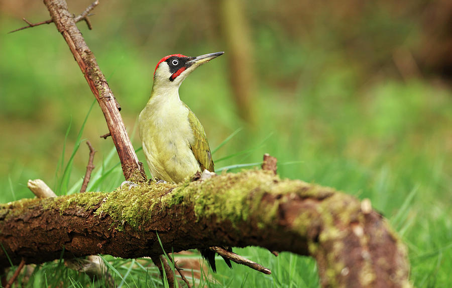 European Green Woodpecker Digital Art by Thomas Gruner
