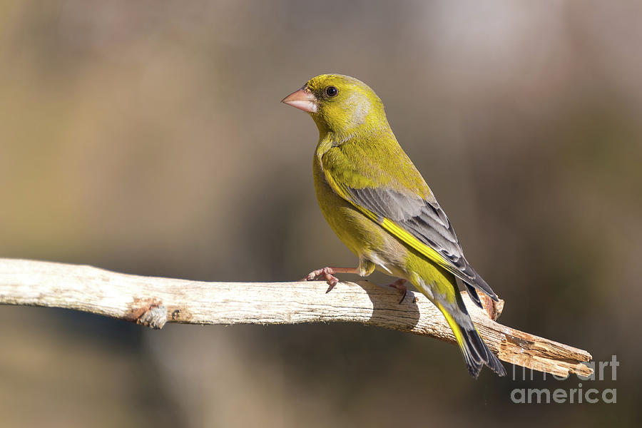 European greenfinch Photograph by Andrija Majsen - Pixels