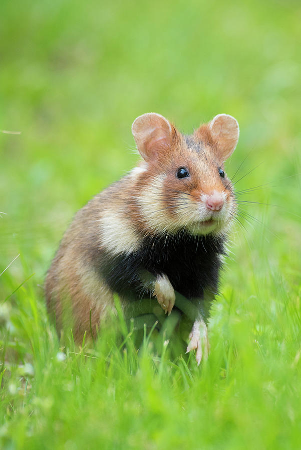 European Hamster (cricetus Cricetus) Austria. Photograph by Edwin ...