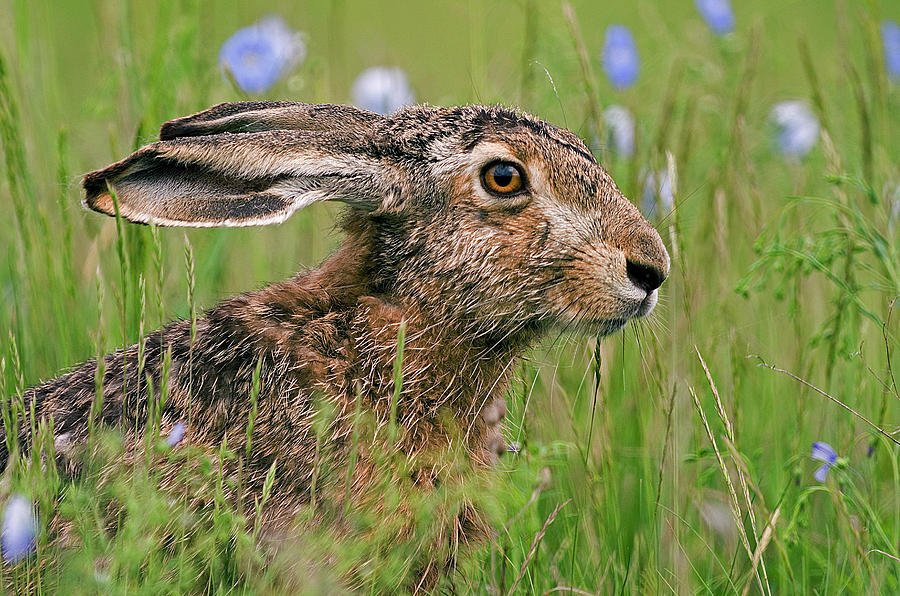 European Hare Digital Art by Robert Maier