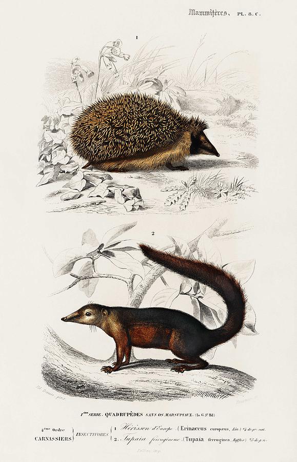 European Hedgehog  Erinaceus Europaeus  And Common Treeshrew  Tupaia Glis  Illustrated By Charles De Painting