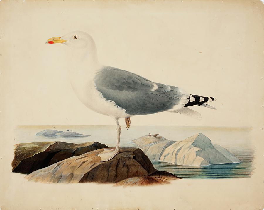 Nature Painting - European Herring Gull by Ferdinand Von Wright