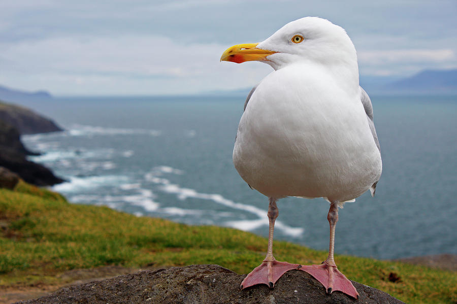 Nature Photograph - European Herring Gull Larus Argentatus by Trish Punch / Design Pics