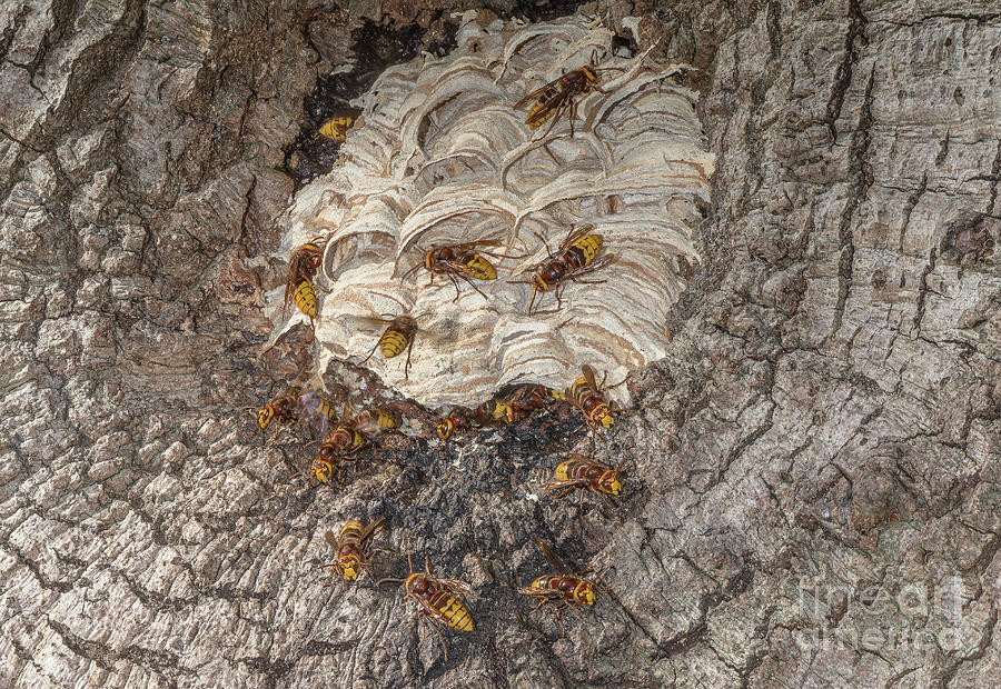 European Hornet Nest Photograph by Bob Gibbons/science Photo Library