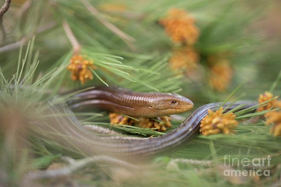 European Legless Lizard Ophisaurus Apodus 1 Photograph By Alon Meir ...