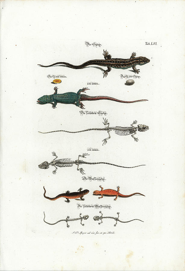 European Lizards and Newts Drawing by Johann Daniel Meyer