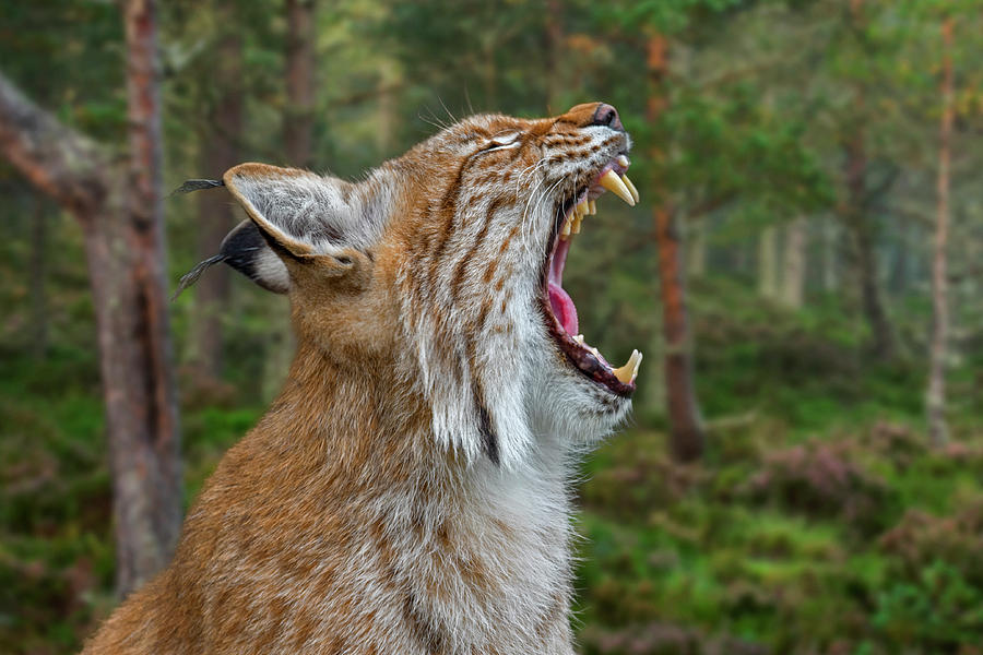 European Lynx Calling Photograph by Arterra Picture Library