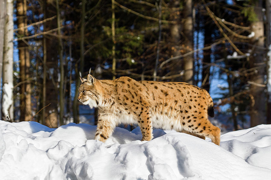 European Lynx In Snow, Lynx Lynx; Bavarian Forest National Park, Bavaria, Germany, Captive Photograph by Konrad Wothe