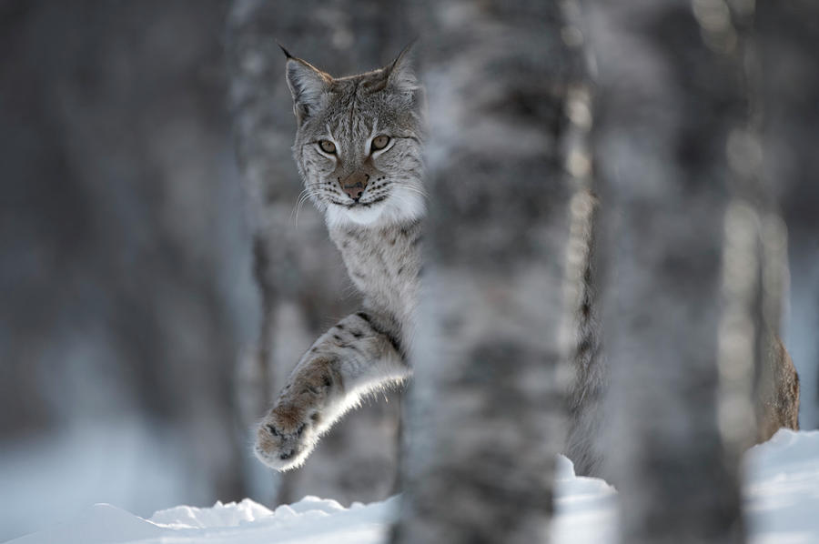 European Lynx Walking Through Snow In Birch Forest, Norway Photograph ...