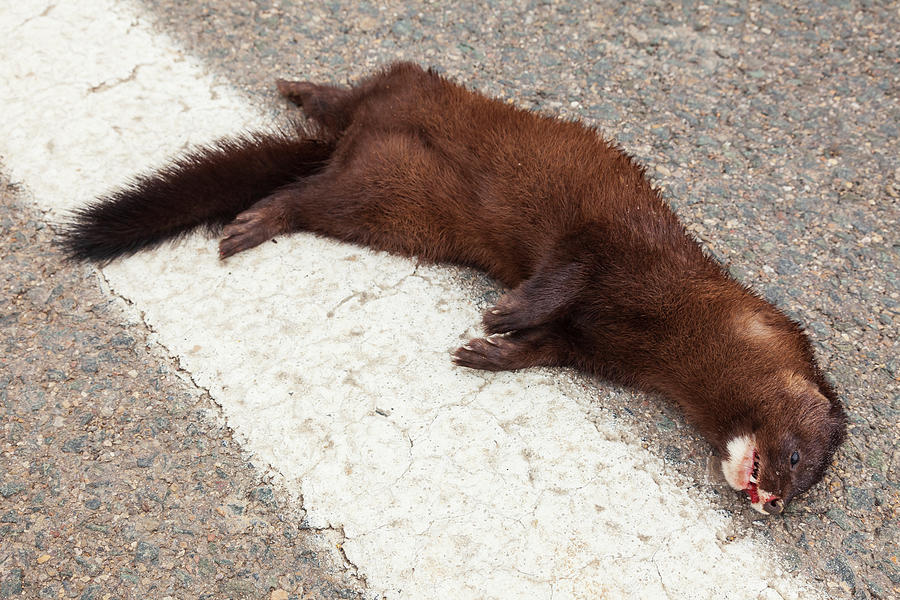 European Mink Dead On The Road After Being Killed By Photograph by