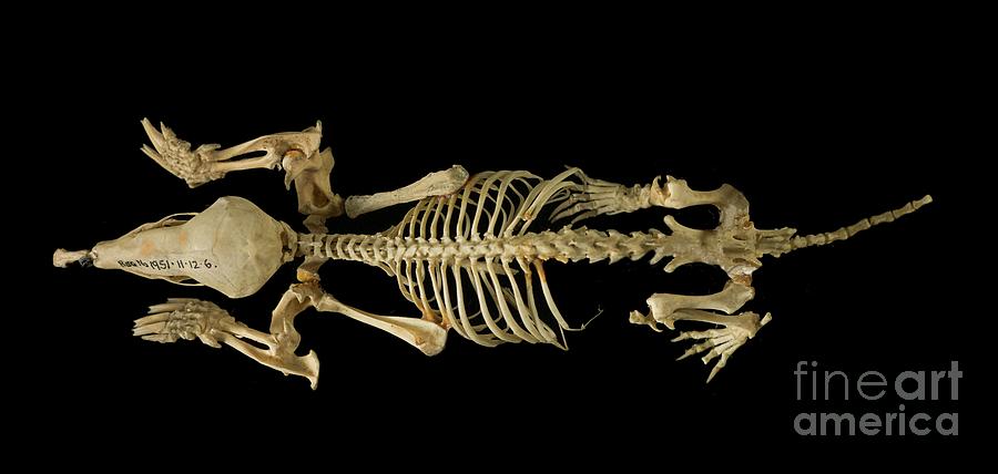European Mole Skeleton Photograph by Natural History Museum, London/science Photo Library