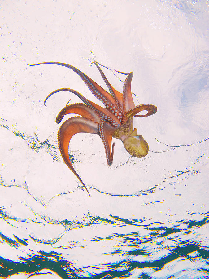 European Octopus Photograph by Alex Bramwell European Octopus Photograph by Alex Bramwell