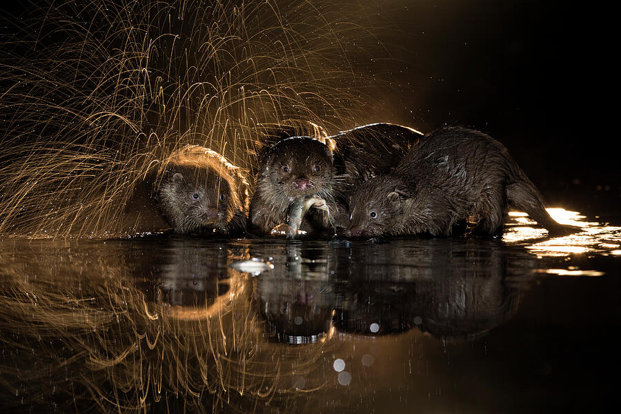 Wildlife Photograph - European Otter Group With One Shaking Off Water, Kiskunsagi by Bence Mate / Naturepl.com