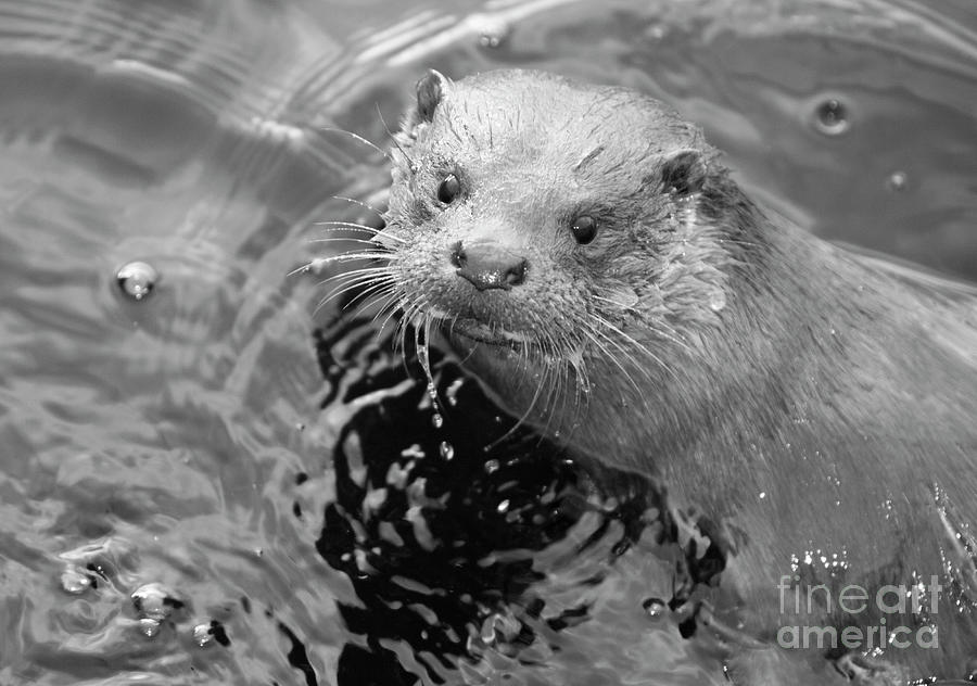 European Otter Photograph by Science Photo Library