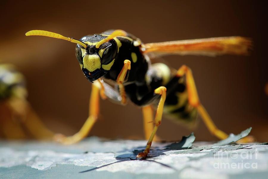 Insects Photograph - European Paper Wasp by Heath Mcdonald/science Photo Library