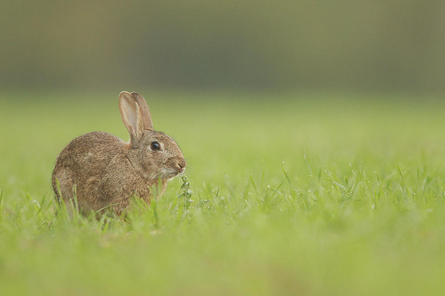 European Rabbit, Adult. Nibbling Photograph by Sarah Darnell | Fine Art ...