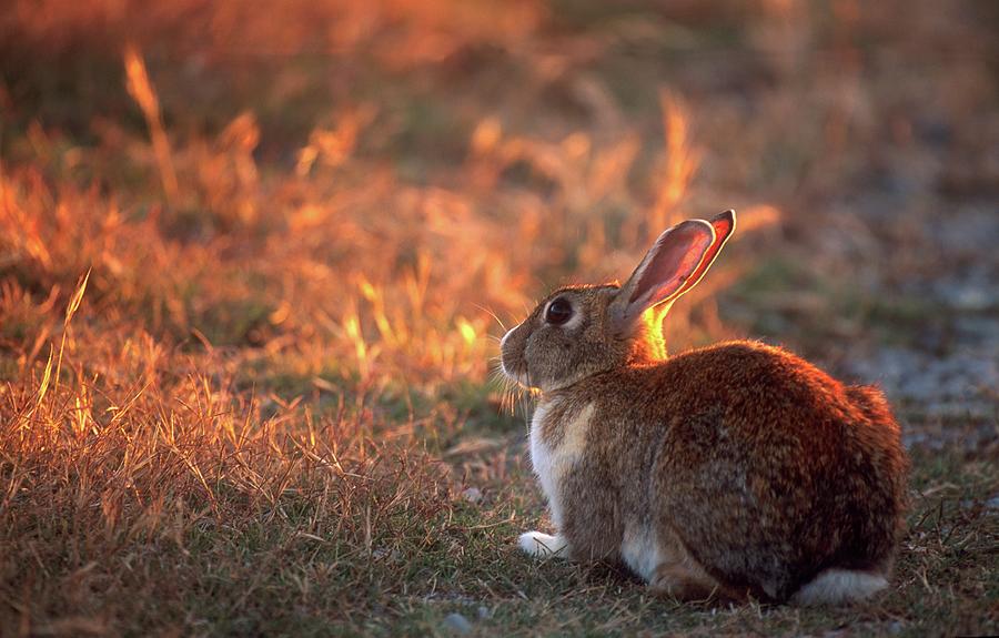 Animal Photograph - European Rabbit. Robben Island. Cape by Roger De La Harpe