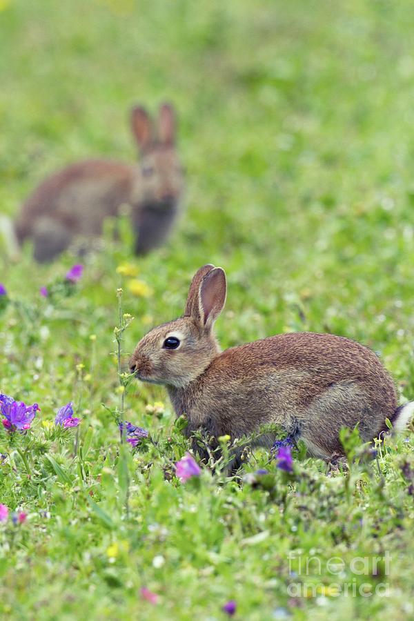 Summer Photograph - European Rabbits Grazing In A Meadow by David Woodfall Images/science Photo Library
