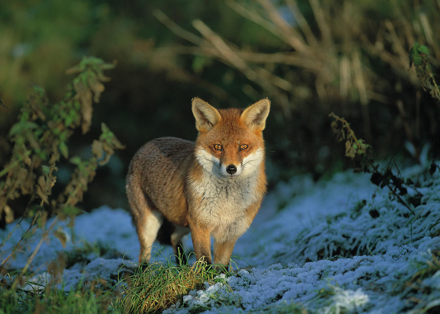 European Red Fox Vulpes Vulpes In Field Photograph by Nhpa