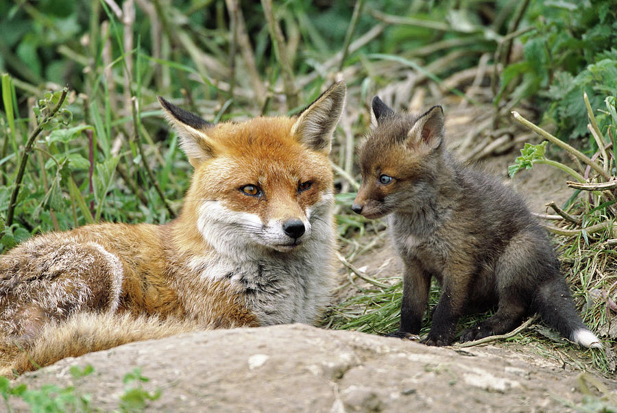 European Red Fox Vulpes Vulpes With Cub Photograph by Nhpa