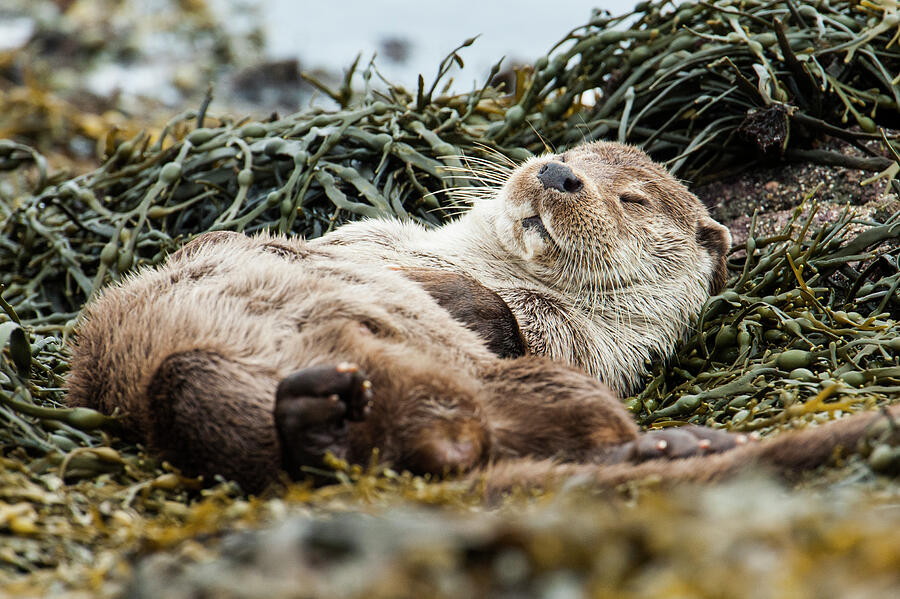 European River Otter Male Sleeping On Seaweed, Shetland Photograph by Scotland: The Big Picture / Naturepl.com European River Otter Male Sleeping On Seaweed, Shetland Photograph by Scotland: The Big Picture / Naturepl.com
