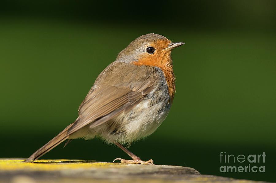 European Robin Photograph by Andy Davies/science Photo Library
