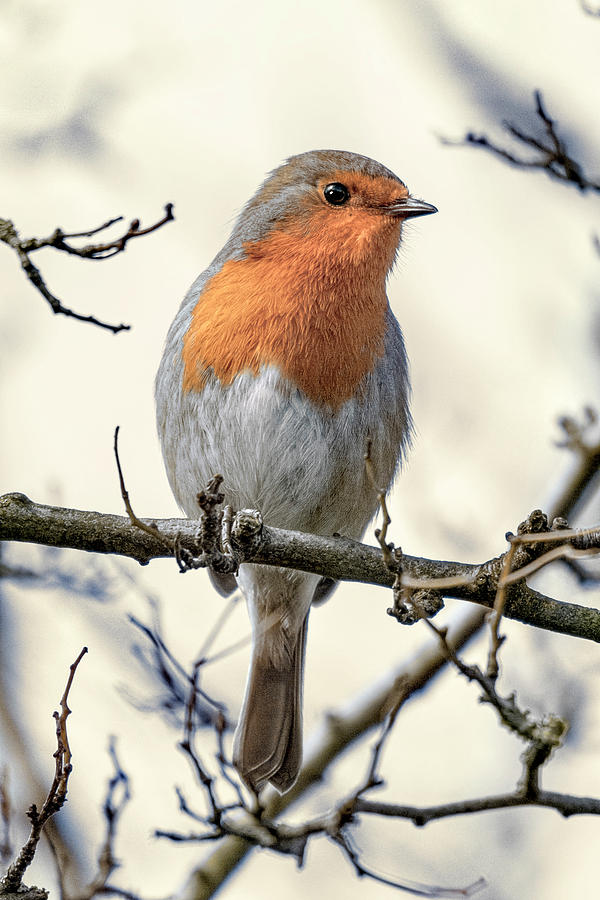 EUROPEAN ROBIN by Daniel Hagerman EUROPEAN ROBIN by Daniel Hagerman