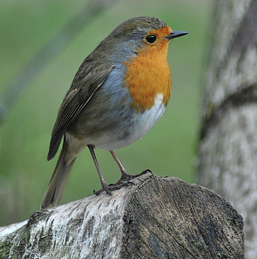 European Robin Photograph by John Hughes - Fine Art America