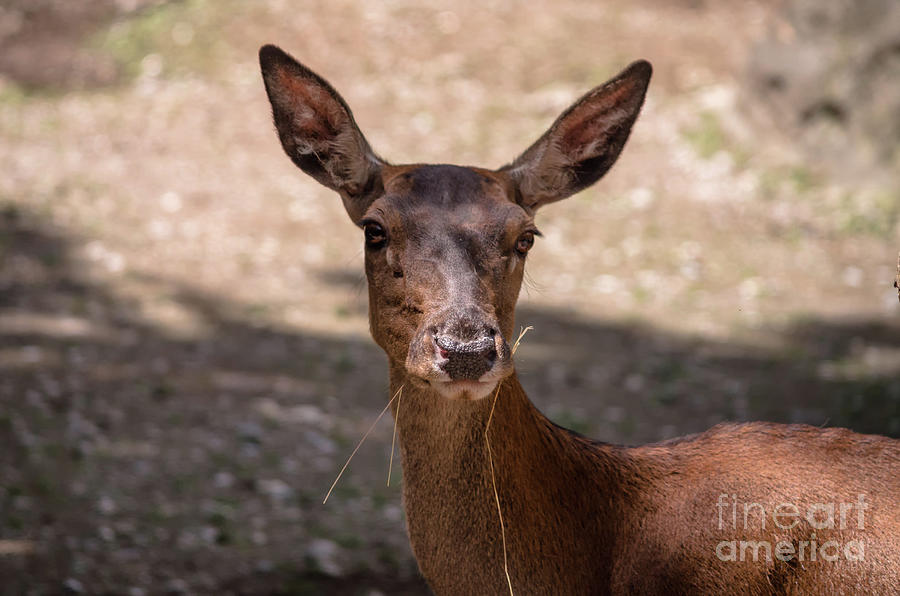 European roe deer Photograph by Michelle Meenawong