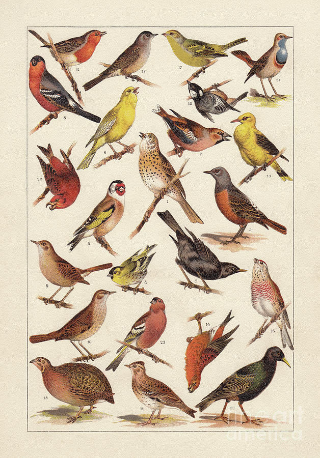 European Songbirds, Chromolithograph Digital Art by Zu 09