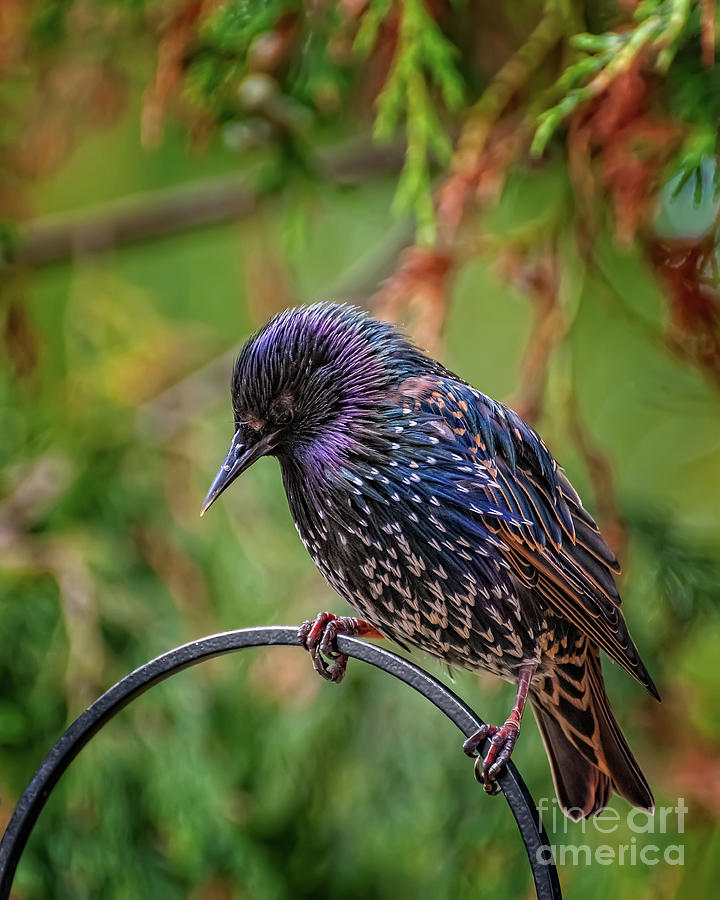 European Starling Photograph by Adrian Evans