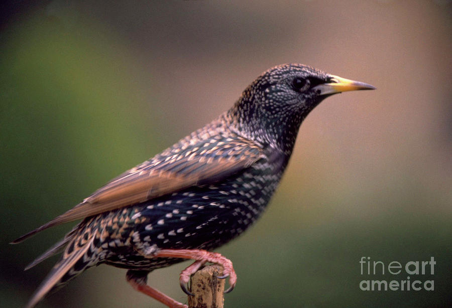 European Starling Photograph by Anthony Cooper/science Photo Library -  Pixels