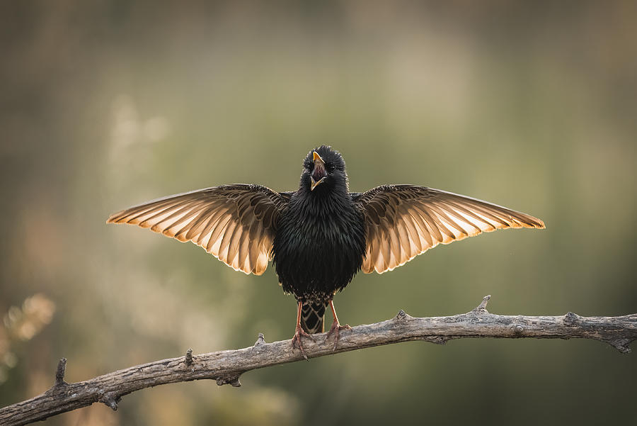 Animal Photograph - European Starling by Dejan Zakic