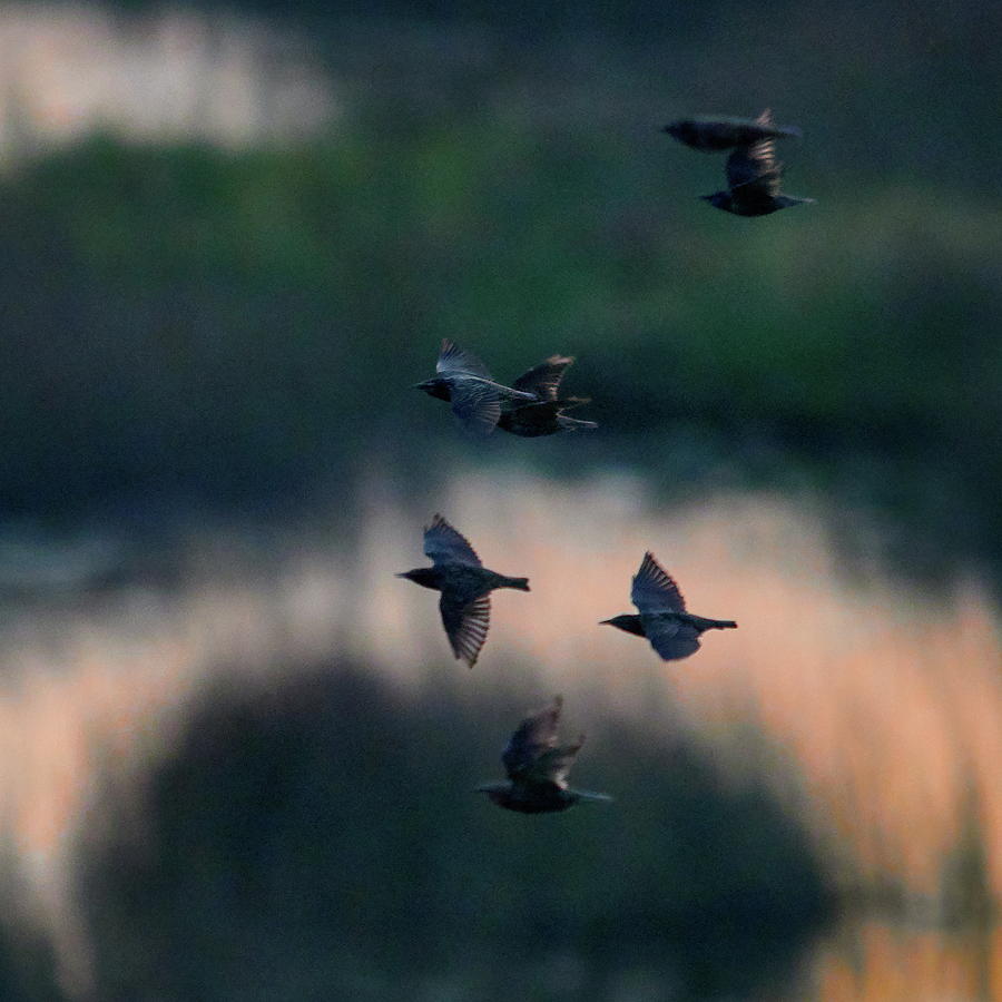 European starling night migration Photograph by Jouko Lehto