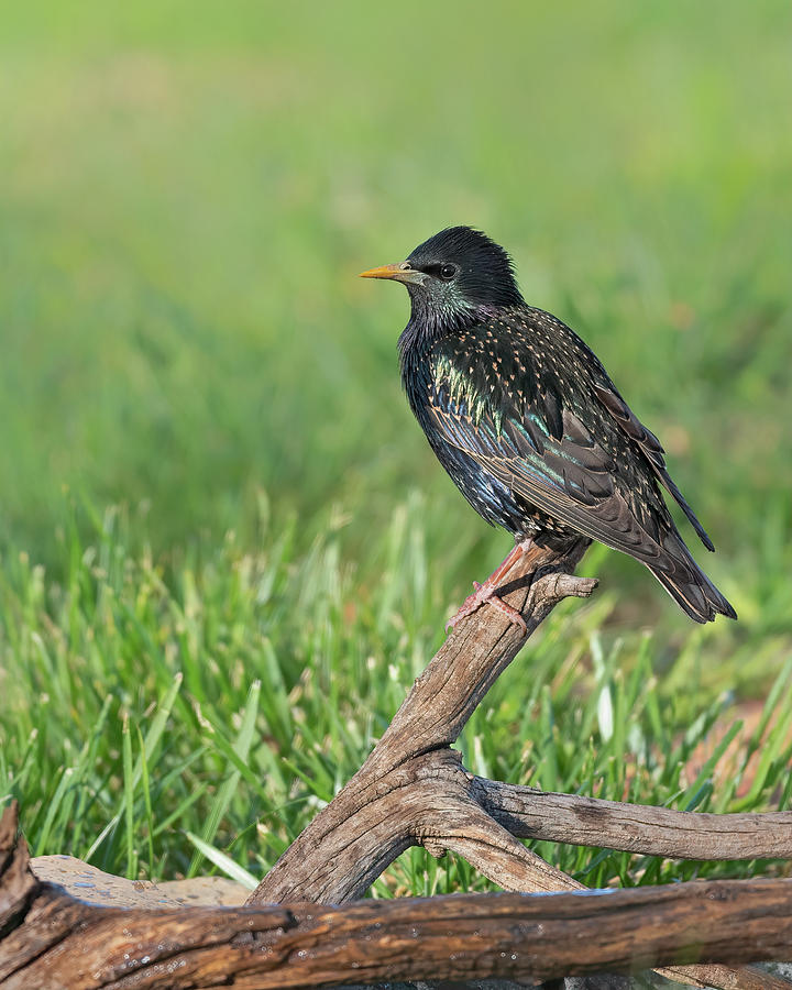 European Starling nonbreeding Photograph by Gary Langley