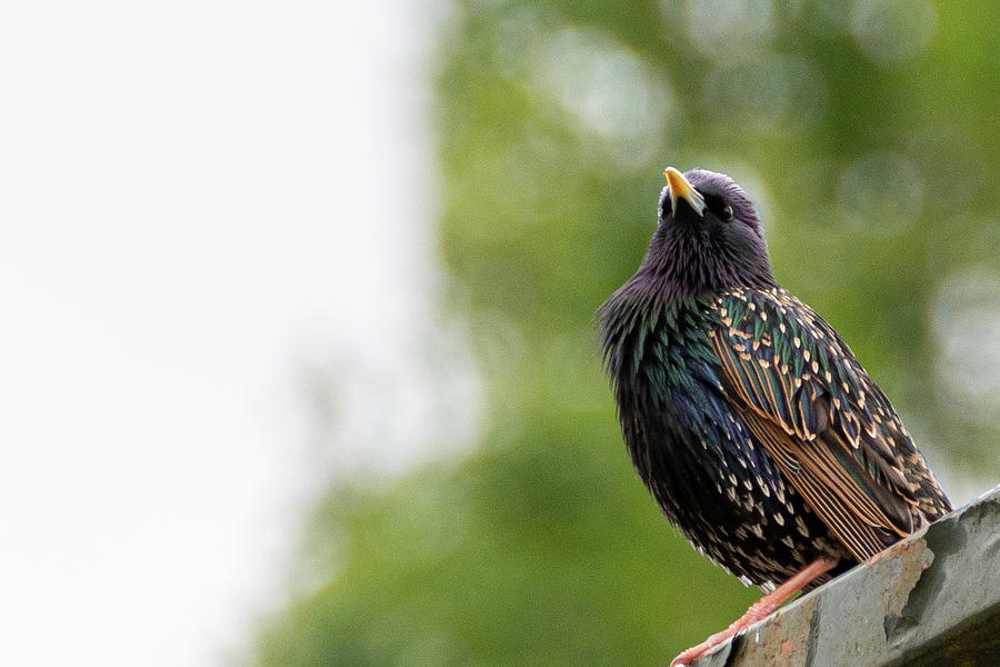European Starling Photograph by Scott Lyons